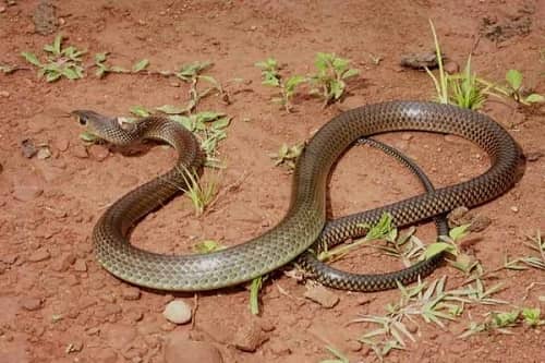 Thông tin về rắn ráo