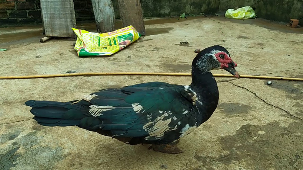 Ngan dé: Thịt săn chắc, thơm ngon