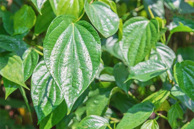 Tác dụng tuyệt vời của lá trầu không chữa viêm phụ khoa