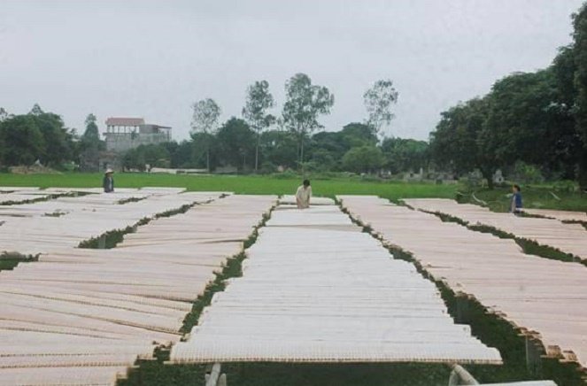 Đôi điều về sản phẩm bánh đa nem làng Chều