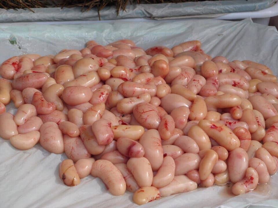 Những công dụng của Kê Gà Đông Tảo với sức khỏe