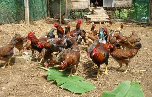 Cửa hàng bán Gà ta thả vườn ăn thóc ngô sạch