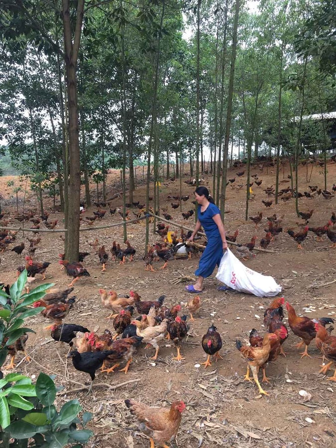 Mách mẹ cách chọn gà ta thơm ngon