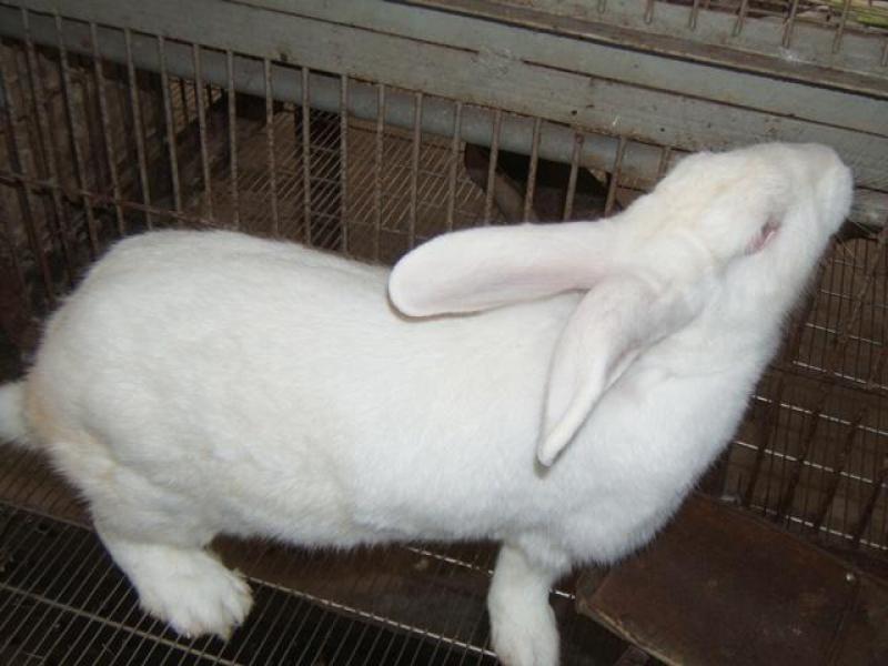 Dinh dưỡng tuyệt vời trong thịt thỏ