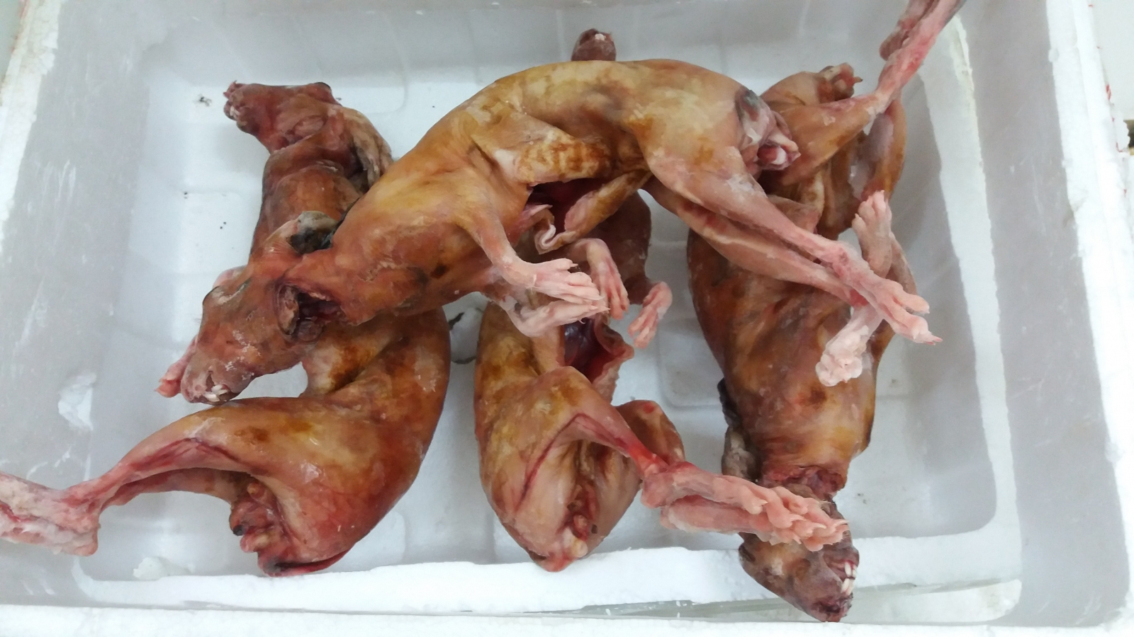 Thịt thỏ có tác dụng gì?