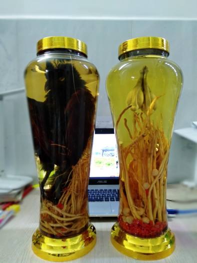 Ngâm bìm bịp với rượu