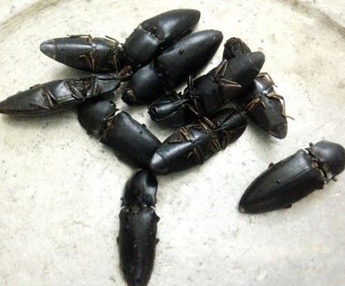 Giới thiệu về con bổ củi ngâm rượu