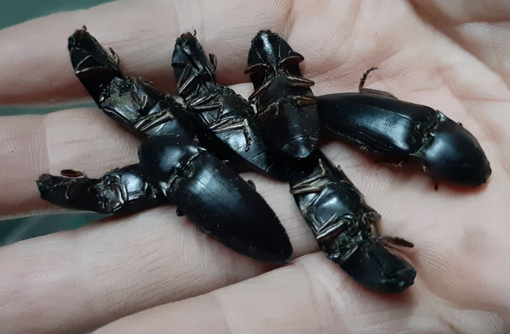 Lưu ý khi dùng rượu con bổ củi