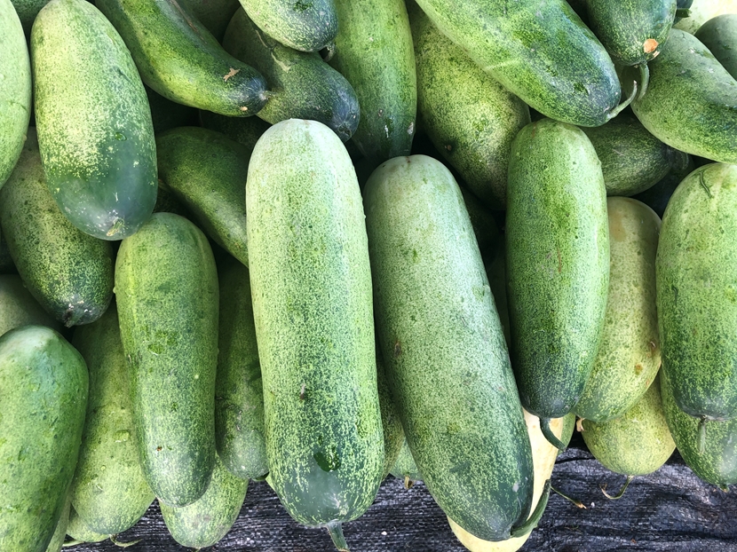 Quả dưa mèo1 Quả dưa mèo2