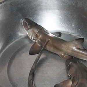 gỏi cá nghéo quảng bình