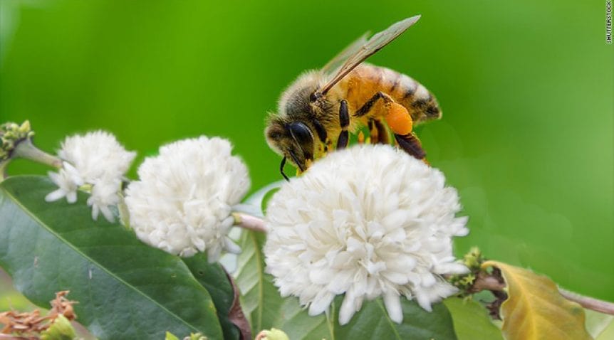 Những lợi ích của mật ong hoa cà phê