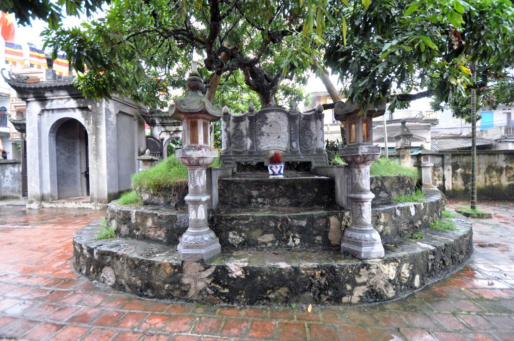 Cây nhãn tổ
