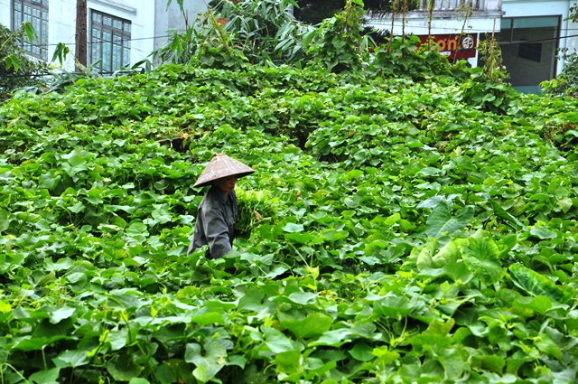 giới thiệu cây su su tam đảo